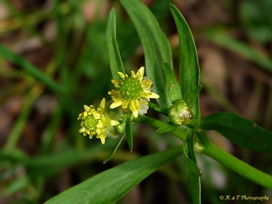 {Ranunculus abortivus}